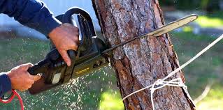 Lawn Pest Prevention in Laguna Niguel, CA