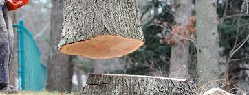 How Our Tree Care Process Works  in  Laguna Niguel, CA