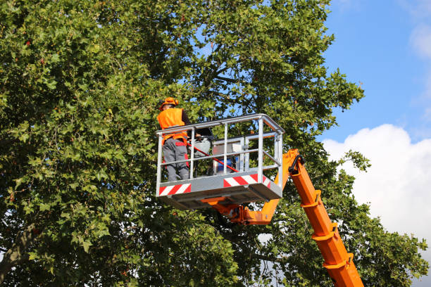 Reliable Laguna Niguel, CA Tree Services Solutions